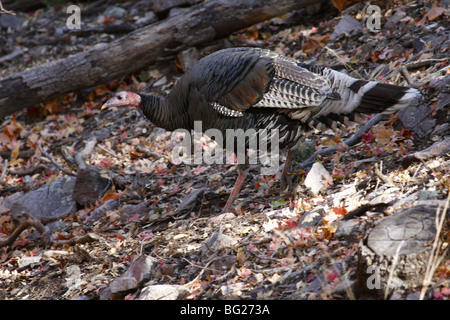 Goulds wilde Türkei (Meleagris Gallopavo Mexicana), Süd-Arizona Stockfoto