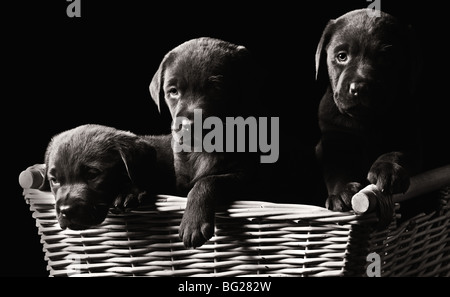 Wichtigsten Flachschuss von drei Labrador Welpen in einem Korb Stockfoto