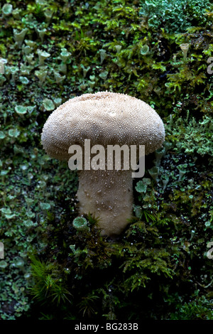 Gemeinsamen Puffball in Moos bedeckt Baum, New Forest, England. Stockfoto