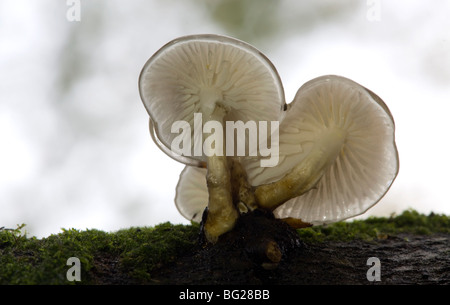 Porzellan-Pilz zeigt Unterseite Kiemen. Stockfoto