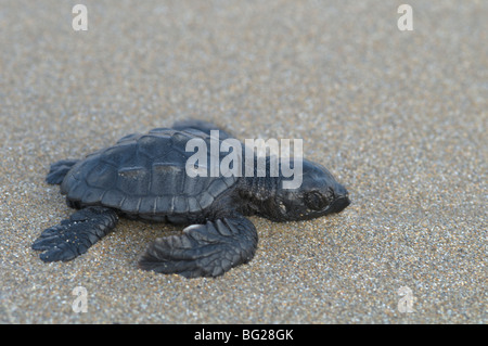 Die kleine Karettschildkröte (Caretta caretta) schlüpfte gerade aus dem Nest, auf dem Weg ins Meer, Zante. Zakynthos, griechische Insel. Oktober. Stockfoto