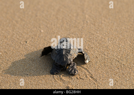 Die kleine Karettschildkröte (Caretta caretta) schlüpfte gerade aus dem Nest, auf dem Weg ins Meer, Zante. Zakynthos, griechische Insel. Oktober. Stockfoto