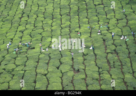 Tee-Plantage in der Nähe von Munnar, Kerala, Indien Stockfoto