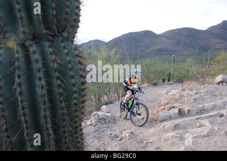 Ein Radfahrer fährt in die Sonora-Wüste auf dem Starr Pass Trail in Tucson Mountain Park, Tucson, Arizona, USA. Stockfoto