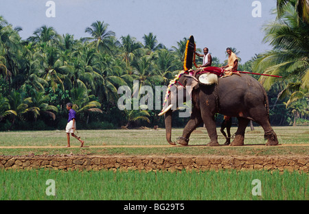 Einen geschmückten Elefanten, begleitet von Mahouts, Spaziergänge durch ein Reisfeld zu einem Tempel in Kerala, Südindien Stockfoto
