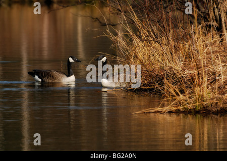 Zwei Kanadagänse im goldenen Sonnenlicht auf einem Teich Stockfoto