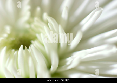 Winter-Chrysantheme Stockfoto