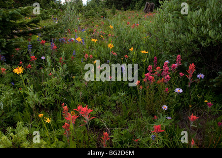 Spektakuläre frühe Sommerblumen, wie Arnika, Lupine, Pinsel Etc, am Schrein Pass in der Nähe von Vail, Rocky Mountains Stockfoto