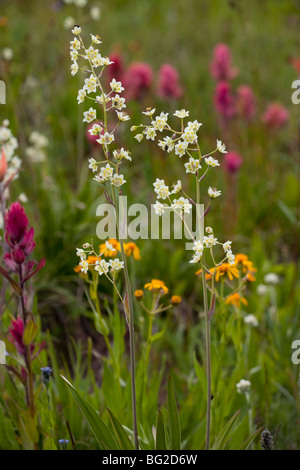 Tod Camas, Zauberstab Lily oder vergiften Sego, Irrfahrten Elegans = Zigadenus Elegans, The Rocky Mountains, Colorado, USA, Nordamerika. Stockfoto