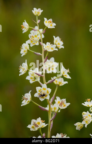 Tod Camas, Zauberstab Lily oder vergiften Sego, Irrfahrten Elegans = Zigadenus Elegans, The Rocky Mountains, Colorado, USA, Nordamerika. Stockfoto