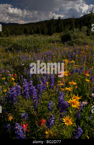 Spektakuläre frühe Sommerblumen, wie Arnika, Lupine, Pinsel Etc, am Schrein Pass in der Nähe von Vail, Rocky Mountains Stockfoto