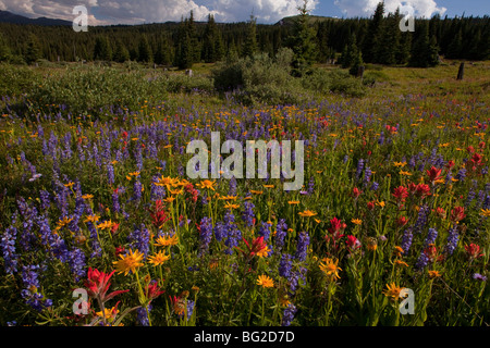 Spektakuläre frühe Sommerblumen, wie Arnika, Lupine, Pinsel Etc, am Schrein Pass in der Nähe von Vail, Rocky Mountains Stockfoto