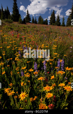 Spektakuläre frühe Sommerblumen, wie Arnika, Lupine, Pinsel Etc, am Schrein Pass in der Nähe von Vail, Rocky Mountains Stockfoto