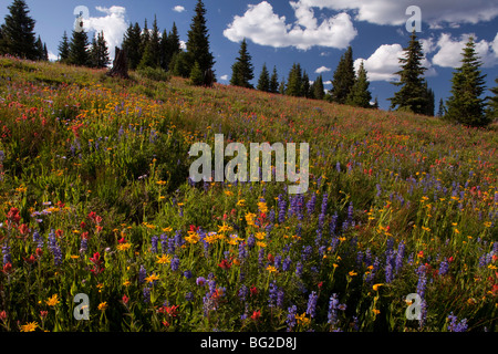 Spektakuläre frühe Sommerblumen, wie Arnika, Lupine, Pinsel Etc, am Schrein Pass in der Nähe von Vail, bei etwa 11.000 ft Stockfoto