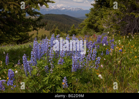 Spektakuläre frühe Sommerblumen, wie Arnika, Lupine, Pinsel Etc, am Schrein Pass in der Nähe von Vail, bei etwa 11.000 ft Stockfoto