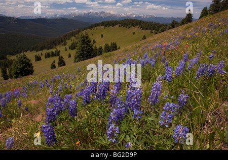 Spektakuläre frühe Sommerblumen, wie Arnika, Lupine, Pinsel Etc, am Schrein Pass in der Nähe von Vail, bei etwa 11.000 ft Stockfoto