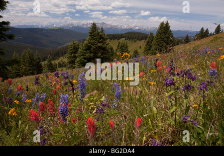 Spektakuläre frühe Sommerblumen, wie Arnika, Lupine, Pinsel Etc, am Schrein Pass in der Nähe von Vail, bei etwa 11.000 ft Stockfoto