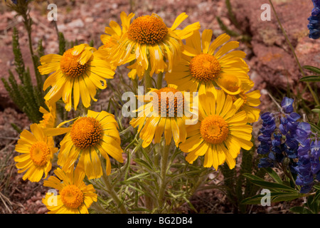 Alpine Sonnenblume, alten Mann der Berge oder Gebirge Sonnenblume Hymenoxys Grandiflora = Rydbergia, The Rocky Mountains, Colorado Stockfoto