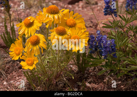 Alpine Sonnenblume, alten Mann der Berge oder Gebirge Sonnenblume Hymenoxys Grandiflora = Rydbergia, The Rockies Stockfoto