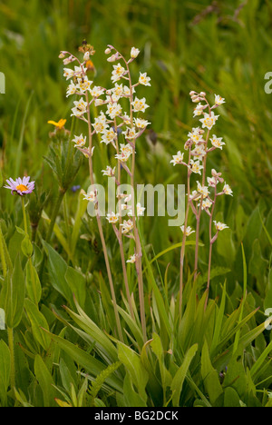 Tod Camas, Zauberstab Lily oder vergiften Sego, Irrfahrten Elegans = Zigadenus Elegans, The Rocky Mountains, Colorado, USA, Nordamerika. Stockfoto