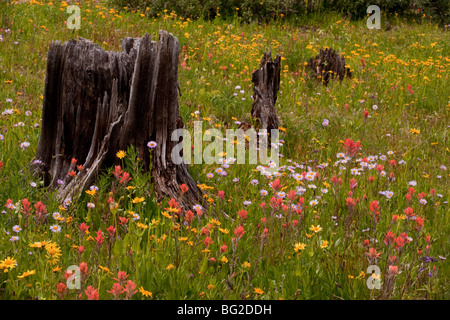 Spektakuläre frühe Sommerblumen, wie Arnika, Aster, Pinsel Etc, unter alten gefällte Bäume am Schrein Pass, Rocky Mountains, Co Stockfoto