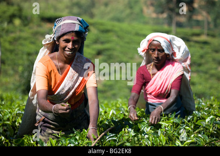 Tamil Tee-Pflückerinnen, Nuwara Eliya, Sri Lanka Stockfoto