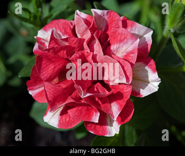 Doppelte Petunien Tumblina Cherry Ripple Stockfoto