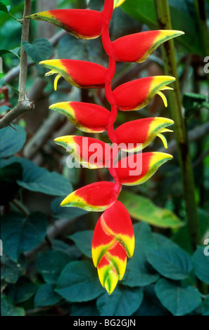 Heliconia, aka "Lobster Claw Plant", im Garten Pflanzen im Nu'uk Che'il Cottages, Maya-Zentrum Dorf. Stockfoto