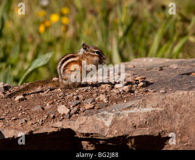 Wenigsten Streifenhörnchen Tamias Zip Fütterung auf dem Boden, San Juan Mountains, Colorado, USA, Nordamerika. Stockfoto