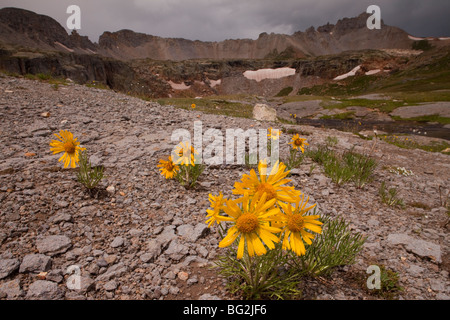 Alpine Sonnenblume, alten Mann der Berge oder Gebirge Sonnenblume Hymenoxys Grandiflora = Rydbergia, San Juan Berge Stockfoto