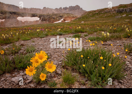 Alpine Sonnenblume, alten Mann der Berge oder Gebirge Sonnenblume Hymenoxys Grandiflora = Rydbergia, San Juan Berge Stockfoto