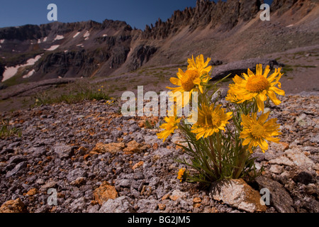 Alpine Sonnenblume, alten Mann der Berge oder Gebirge Sonnenblume Hymenoxys Grandiflora = Rydbergia, San Juan Mts, The Rockies Stockfoto