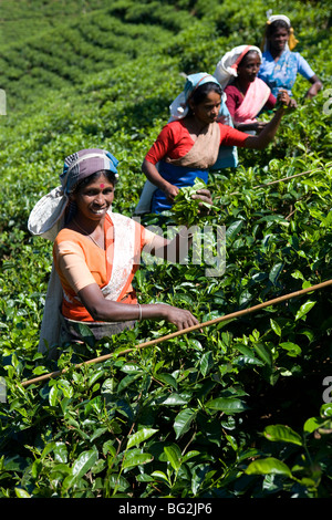 Tamil Tee-Pflückerinnen, Nuwara Eliya, Sri Lanka Stockfoto