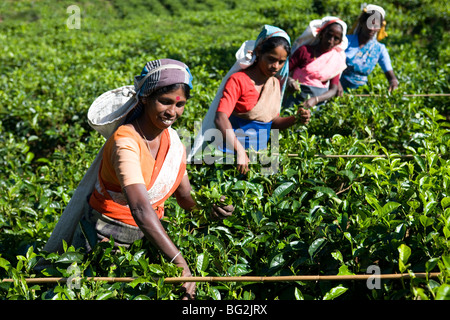 Tamil Tee-Pflückerinnen, Nuwara Eliya, Sri Lanka Stockfoto