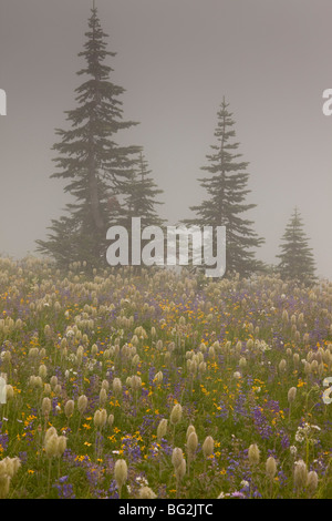 Spektakuläre alpine Sommerblumen einschließlich die Samenköpfe Western Küchenschellen, Naches Gipfel, Mount Rainier Stockfoto