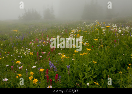 Schönen alpinen Wildblumen, einschließlich Lupinen, Pinsel, Baldrian, Arnika etc., um den Tipsoo See, Chinook Pass, Mt Rainier Stockfoto