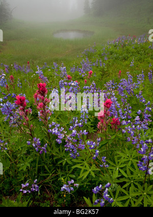 Nebligen Wald mit Laubbäumen Lupine Lupinus Latifolius und Magenta Paintbrush Castilleja Parviflora in der Nähe von Dewey Lake, Rainier Stockfoto