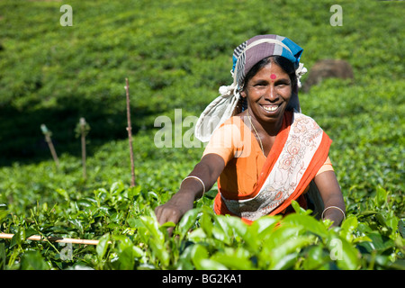 Tamil Tee-Pflückerinnen, Nuwara Eliya, Sri Lanka Stockfoto