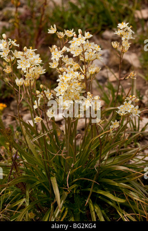 Tod Camas, Zauberstab Lily oder vergiften Sego, Irrfahrten Elegans = Zigadenus Elegans im Grand Teton-Nationalpark, Wyoming Stockfoto