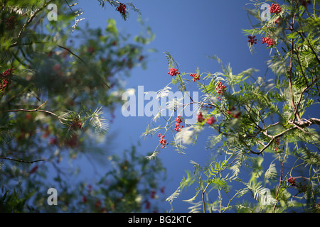 Schinus Molle (Pfefferbaum, amerikanischer Mastich, australischer Pfeffer, falscher Pfefferbaum) Nahaufnahme von rosa / roten Pfefferhörnern, blauer Himmel Hintergrund Stockfoto