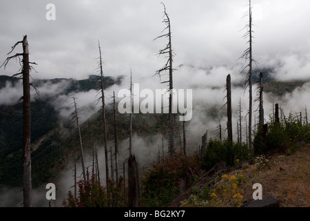 Verbrannt, Nadelwald Regeneration nach Ausbruch am Mount St. Helens National Park, Washington, USA, Nordamerika. Stockfoto