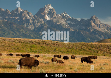 Herde der amerikanische Bison oder Büffel Bison Bison, in Wiesen, Grand-Teton-Nationalpark, Wyoming, USA, Nordamerika. Stockfoto