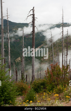 Verbrannt, Nadelwald Regeneration nach Ausbruch am Mount St. Helens National Park, Washington, USA, Nordamerika. Stockfoto