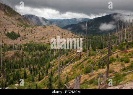 Verbrannt, Nadelwald Regeneration nach Ausbruch am Mount St. Helens National Park, Washington, USA, Nordamerika. Stockfoto