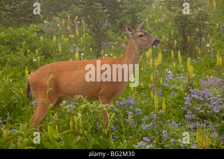 Kolumbianische schwarz-angebundene Rotwild Odocoileus Hemionus Columbianus Fütterung unter Blumen in Mount Rainier Nationalpark Stockfoto