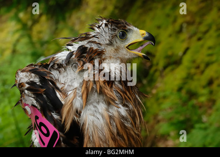 Der getaggte und durchgebeugte Red Kite Milvus Milvus schmiegt sich, bevor er in einem feuchten walisischen Wald, Großbritannien, zum Nest zurückkehrt. Stockfoto