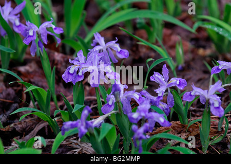 Crested Zwergiris Iris Cristata Frühling Wildblumen Great Smoky Mountains Nationalpark Tennessee Stockfoto