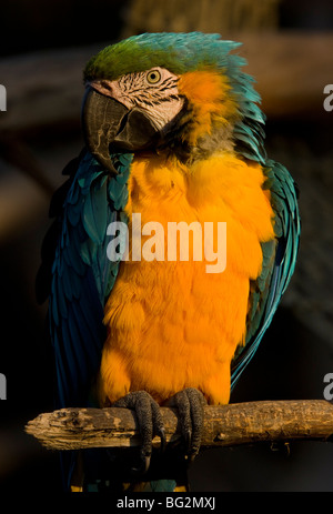 Blau-gelbe Ara oder blau und Gold Aras (Ara Ararauna), in Gefangenschaft. Aus Südamerika. Stockfoto