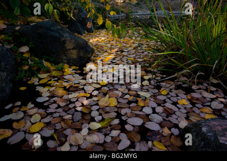 Gefallene Herbstlaub Zaubernuss Hamamelis SP am Teich im japanischen Garten im Botanischen Garten der Universität von Kalifornien Stockfoto