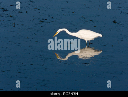 Großer Reiher Ardea Alba = Egretta (auch bekannt als Silberreiher, gemeinsame Reiher oder große weiße Reiher; California, United States Stockfoto